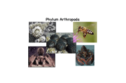 Phylum Arthropoda