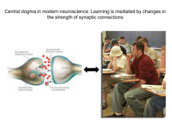 Central dogma in modern neuroscience: Learning is mediated by
