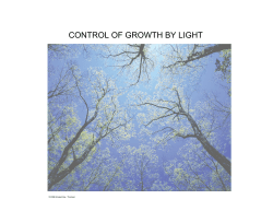 control of growth by light - Department of Plant Biology