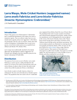 Larra Wasps, Mole Cricket Hunters - EDIS
