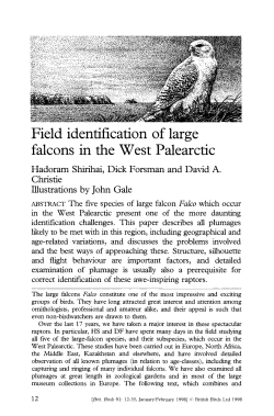 Field identification of large falcons in the West Palearctic