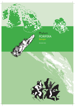Phylum PORIFERA - Deepwater Group
