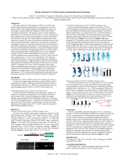 Putative function of TAP63? during endochondral bone formation