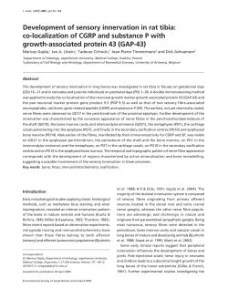Development of sensory innervation in rat tibia: co
