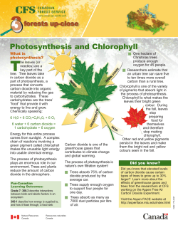 Photosynthesis and Chlorophyll