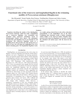 Functional roles of the transverse and longitudinal flagella in the