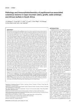 Pathology and immunohistochemistry of