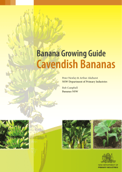 cavendish bananas cover.indd