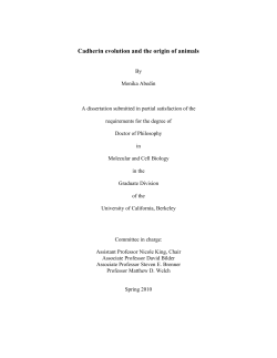 Cadherin evolution and the origin of animals