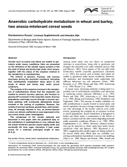 Anaerobic carbohydrate metabolism in wheat