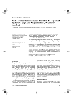 On the absence of circular muscle elements in the body wall of