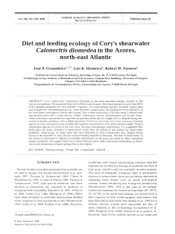Calonectris diomedea in the Azores,