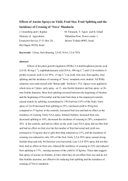 Effects of Auxins Sprays on Yield, Fruit Size, Fruit Splitting and the