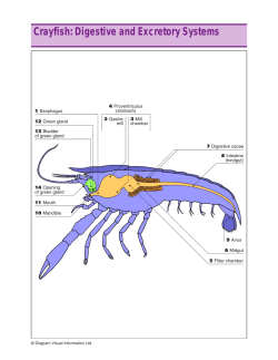 Crayfish: Digestive and Excretory Systems
