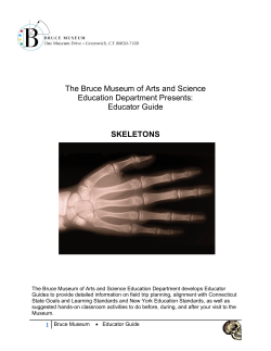 The Bruce Museum of Arts and Science Education