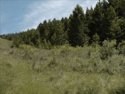 Food Chains - MrsHClassBlog