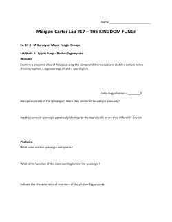 Morgan-Carter Lab #17 &ndash; THE KINGDOM FUNGI