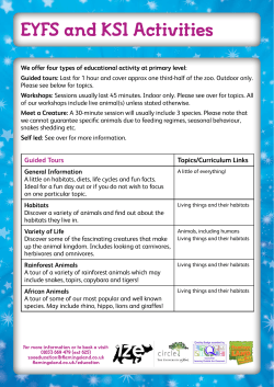 KS1 Activities - Flamingo Land