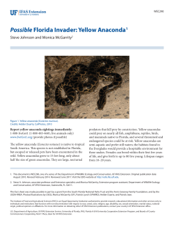 Possible Florida Invader: Yellow Anaconda1 - EDIS
