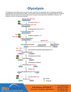 Glycolysis