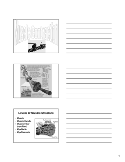 Levels of Muscle Structure