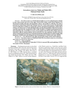 Sternotherus depressus Tinkle and Webb 1955 &ndash; Flattened Musk