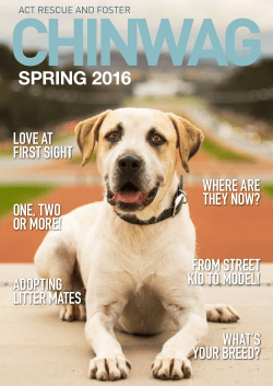 spring 2016 - ACT Rescue and Foster Dog