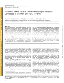 Properties of the Novel ATP-Gated Ionotropic Receptor Composed