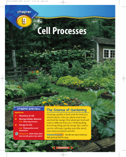 Chapter 9: Cell Processes
