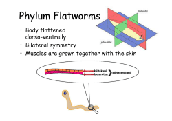 Phylum Flatworms