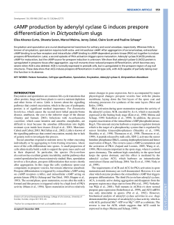 cAMP production by adenylyl cyclase G induces prespore