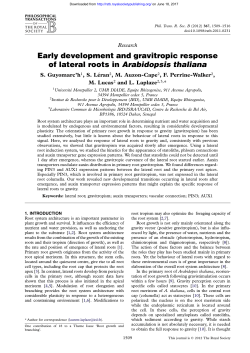 Early development and gravitropic response of lateral roots in
