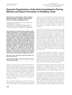 Dynamic Organization of the Actin Cytoskeleton During