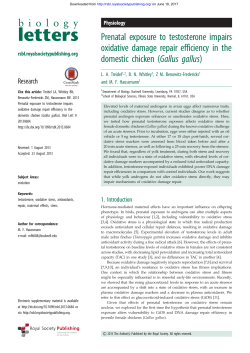 Prenatal exposure to testosterone impairs oxidative damage repair