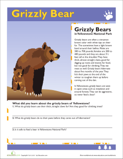 Grizzly Bear Grizzly Bears