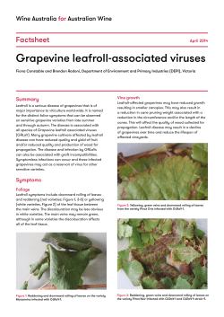 Grapevine leafroll-associated viruses