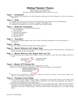 Sliding Filament Theory - Interactive Physiology