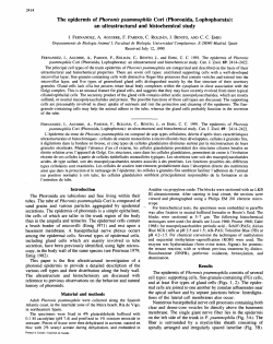 The epidermis of Phoronis psammophila Cori