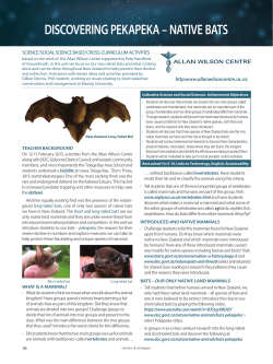 discovering pekapeka &ndash; native bats