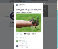 The first Welsh Dragon born in over 500 years has been