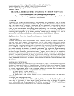 prenatal histogenesis of kindey in human foetuses