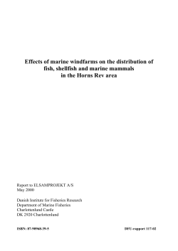 Fish and shellfish fauna