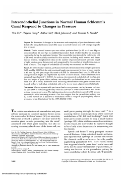 Interendothelial junctions in normal human Schlemm`s canal