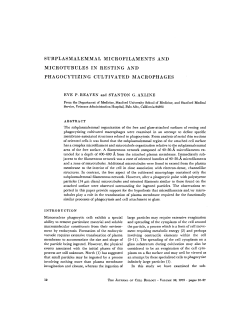 subplasmalemmal microfilaments and microtubules