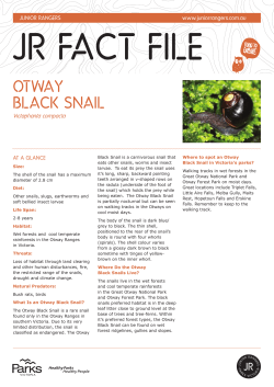 otwAy BlAck snAil