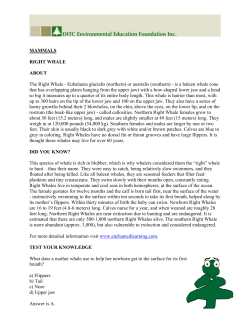 MAMMALS RIGHT WHALE ABOUT The Right Whale