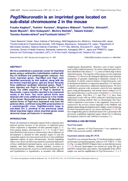 Peg5/Neuronatin is an imprinted gene located on