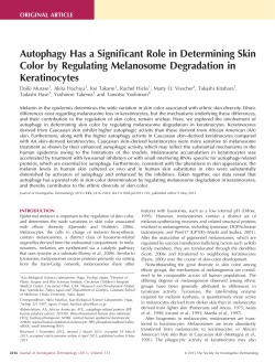 Autophagy Has a Significant Role in Determining Skin Color by