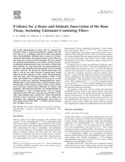 Evidence for a Dense and Intimate Innervation of the Bone Tissue