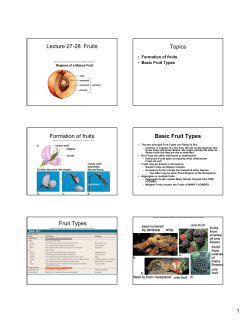 Lecture 27-28. Fruits Topics Formation of fruits Basic Fruit Types